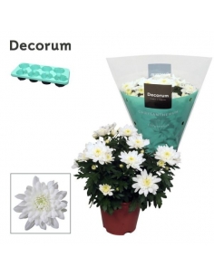 CHRYSANTHEMUN CHRYSTAL...