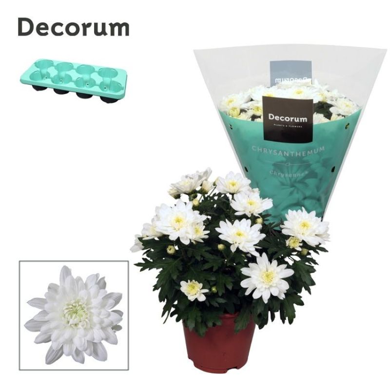 CHRYSANTHEMUN CHRYSTAL BLANCO C-13...