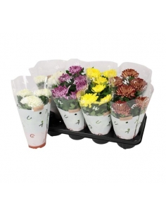 CHRYSANTHEMUN COSMOS MIX...