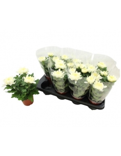 CHRYSANTHEMUN COSMOS BLANCO...