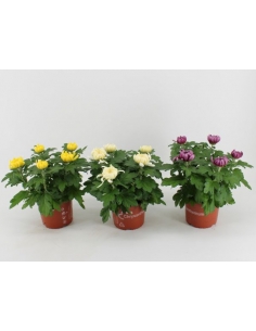CHRYSANTHEMUN COSMOS MIX...