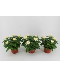 CHRYSANTHEMUN COSMOS BLANCO...