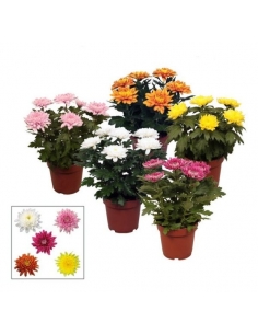 CHRYSANTHEMUN ZEMBLA MIX...