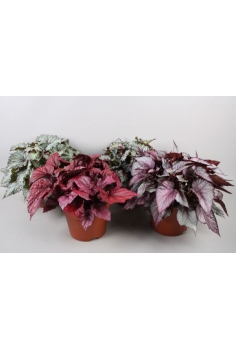 BEGONIA REX MIX C-17 (alt:...