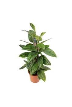 EPIPREMNUM PINNATUM MARBLE...