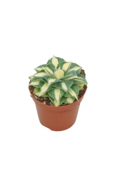 AGAVE POTATORUM GOLD C-8.5...
