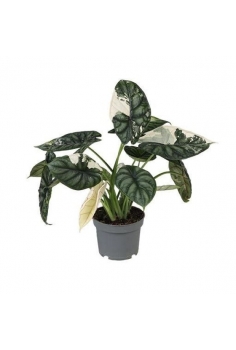 ALOCASIA DRAGON SCALE...