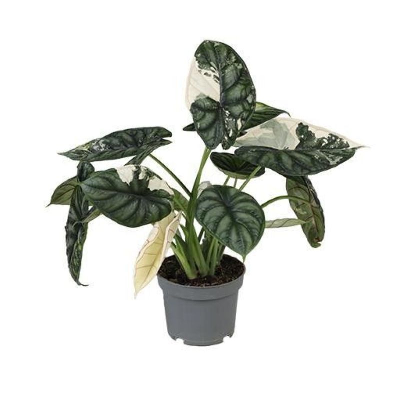 ALOCASIA DRAGON SCALE VARIEGATA C-12... ALOCASIA DRAGON SCALE VARIEGATA C-12...