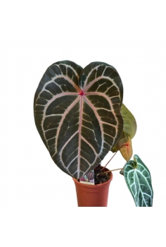 ANTHURIUM CRYSTALLIUM...