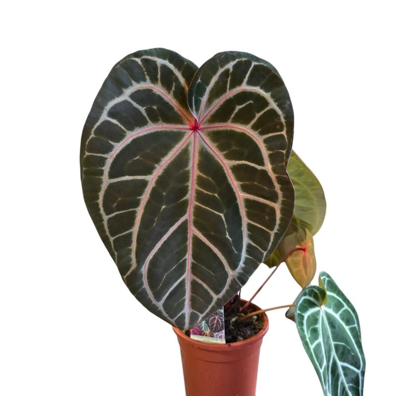 ANTHURIUM CRYSTALLIUM MICHELLE C-17... ANTHURIUM CRYSTALLIUM MICHELLE C-17...