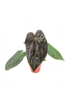 ANTHURIUM BLACK WIDOW C-15...
