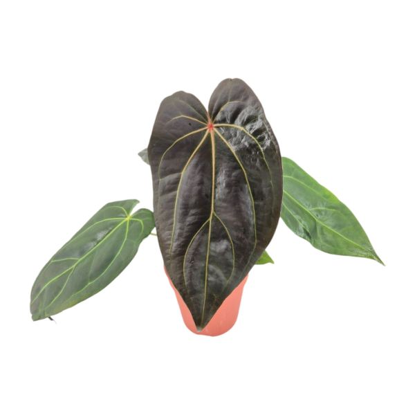 ANTHURIUM BLACK WIDOW C-15 (alt: 50cm) ANTHURIUM BLACK WIDOW C-15 (alt: 50cm)