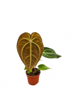 ANTHURIUM RED VELVET CAKE...