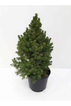 A-PICEA GLAUCA CONICA 4L...