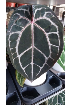 ANTHURIUM DOCBLOCK MICHELLE...