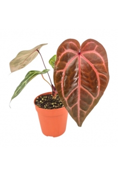 ANTHURIUM TORTOISE SHELL...