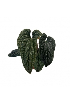 ANTHURIUM LUXURIANS...