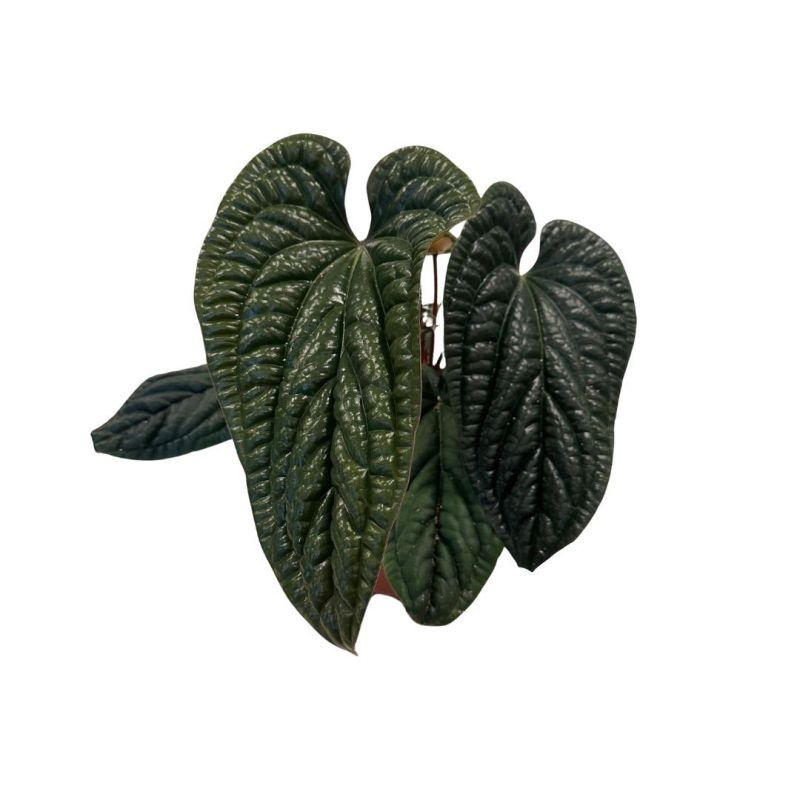 ANTHURIUM LUXURIANS RADICANS C-21... ANTHURIUM LUXURIANS RADICANS C-21...