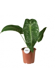 ANTHURIUM VEITCHII C-21...
