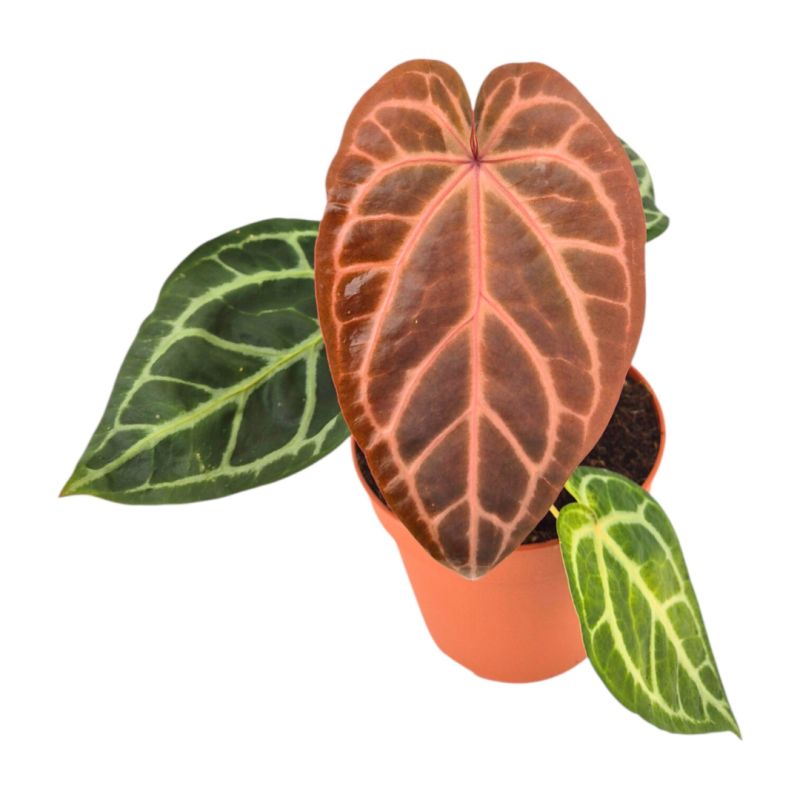 ANTHURIUM ZARA PURPLE RAIN C-15 (alt:... ANTHURIUM ZARA PURPLE RAIN C-15 (alt:...