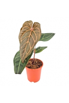 ANTHURIUM ZARA 3 C-17 (alt:...