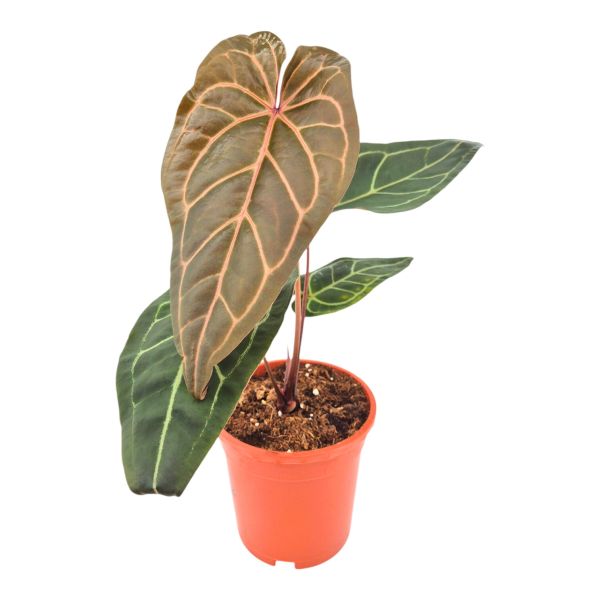 ANTHURIUM ZARA 3 C-17 (alt: 50cm) ANTHURIUM ZARA 3 C-17 (alt: 50cm)