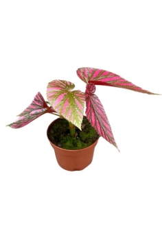 BEGONIA BREVIRIMOSA C-10.5...