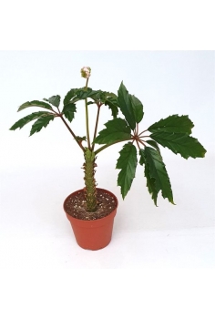 BEGONIA CAROLINEIFOLIA C-15...