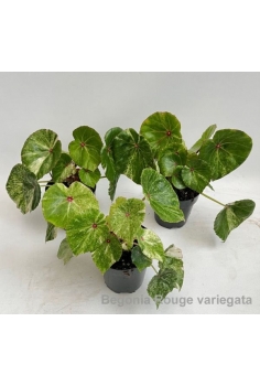 BEGONIA ROUGE VARIEGATA...