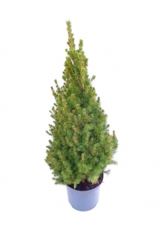 PICEA GLAUCA CÓNICA 10L...
