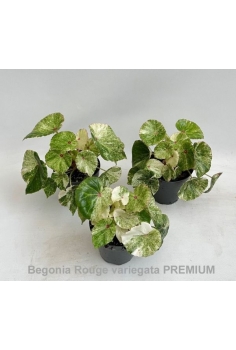 BEGONIA ROUGE VARIEGATA...