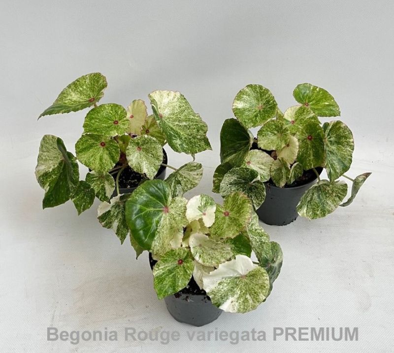 BEGONIA ROUGE VARIEGATA PLUSE C-12... BEGONIA ROUGE VARIEGATA PLUSE C-12...