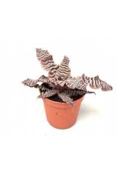 CRYPTANTHUS ZONATUS C-9...