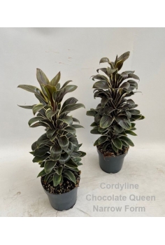 CORDELYNE FRUIT CHOCOLATE...