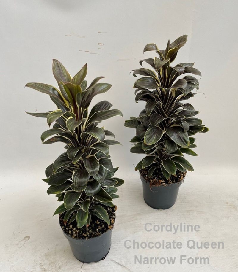 CORDELYNE FRUIT CHOCOLATE QUEEN C-14... CORDELYNE FRUIT CHOCOLATE QUEEN C-14...
