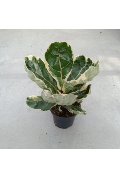 FICUS LYRATA VARIEGATA C-14...