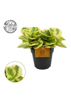 PEPEROMIA OBTIPAN BICOLOR...