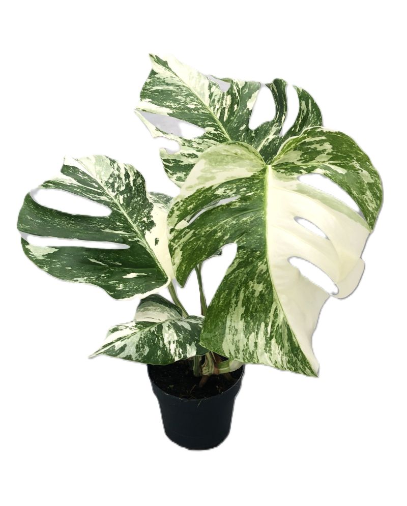 MONSTERA DELICIOSA VARIEGATA HOOG... MONSTERA DELICIOSA VARIEGATA HOOG...