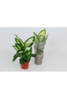 DIEFFENBACHIA CAMILLA C-12...