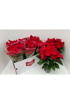 POINSETTIA EXTRA C-14 (alt:...