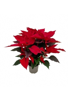 POINSETTIA EXTRA C-12 (alt:...