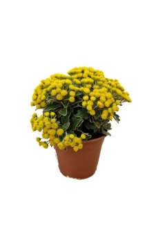 AJANIA PACÍFICA C-13 (alt:...