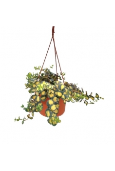 SEDUM SIBOLDI C-15...