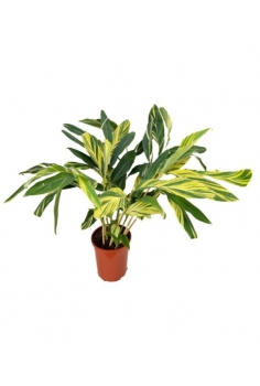 ALPINIA VARIEGATA ZERUMBET...