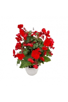 BEGONIA ELATIOR ROJA...