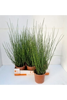 EQUISETUM HYEMALE C-17...