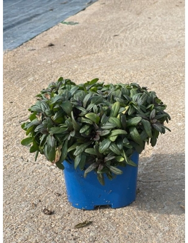 AJUGA REPTANS CHOCOLATE CHIP 2L...