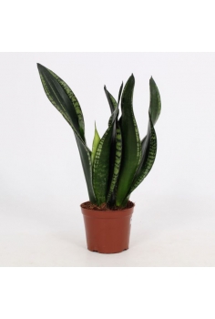 SANSEVIERIA WHITNEY C-12...