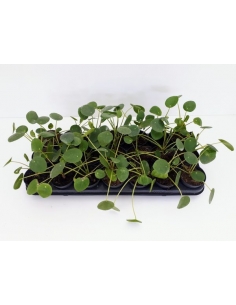 PILEA peperonoides C-8...