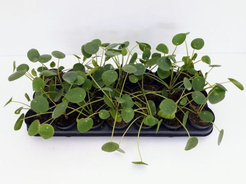 PILEA peperonoides C-8...
